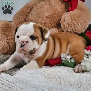 Earl, English Bulldog Puppy